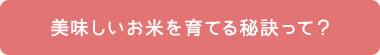 美味しいお米を育てる秘訣って？